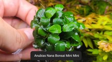  Aquariumpflanze / Anubias  Bonsai Mini Mini/ Ableger 20 Blätter 🍀🌹🌷🪷