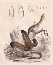 Giftschlangen Schleichen Schlangen snakes Giftzähne Reptilien Lithographie 1847