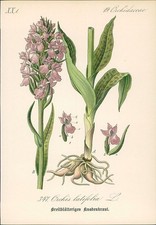 Chromolithographie : Breitblätteriges Knabenkraut. Orchis latifolia L. Orchidace