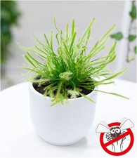 Fleischfressende Pflanze