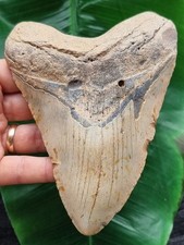 14,0 cm großer heller Zahn