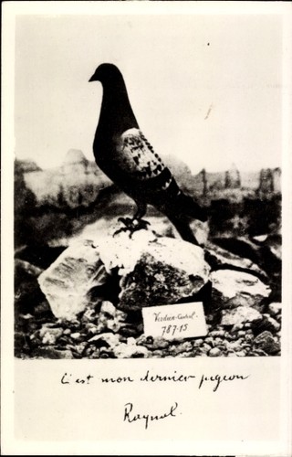 Est mon dernier - mon, pigeon