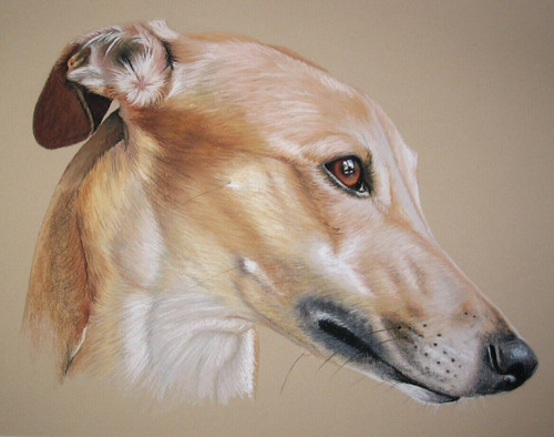 Windhund levrier whippet - levrier,