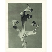 1929 KOMPASSPFLANZE Druck -