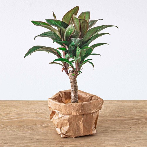 Cordyline purple compacta mini - cordyline,