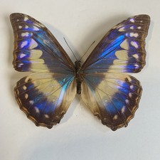 Entomologie*Morpho cypris*female*blue form*Kolumbien