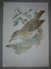 Singdrossel alte Lehrtafel - Cramers Naturkundliche Anschauungstafeln -Singvögel