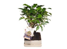 Modern Living Bonsai mit