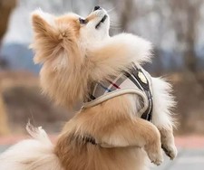 Puppia Hundegeschirr Junior A