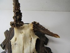 Abnorm Rehgeweih Gehörn