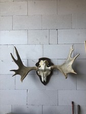 Elchgeweih - Geweih vom Elch -