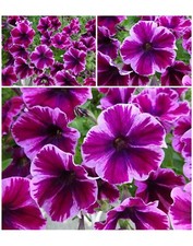Petunie Magenta lila/ rosa/ weiß  buschig duftend  50 Samen