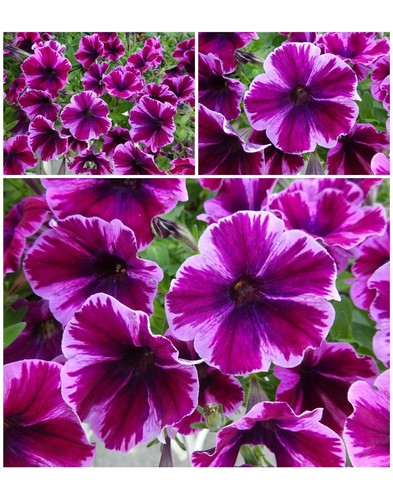 Petunie magenta lila rosa - magenta, rosa/