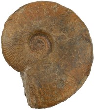 Dogger  Brasilia bradfordensis