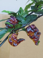 Chilisamen Pimenta  Projekt No.5 Chili neue Ernte *hot* SHU 10 ?️