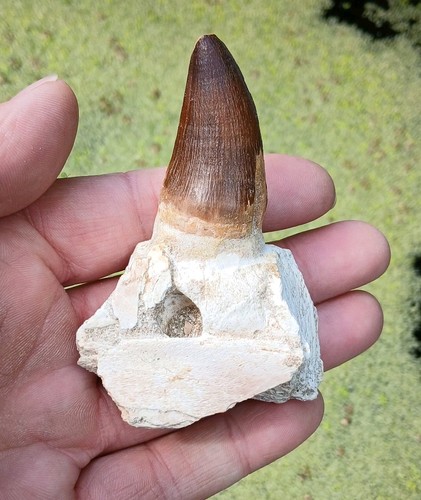 Fossil mosasaurier zahn zähne - fossil,
