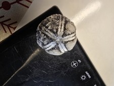 Seeigel Galerites Steinkern