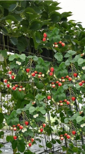 Erdbeeren ertragreiche