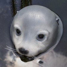 Schwimmtier Seehund Teich