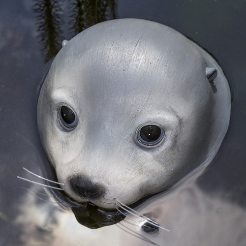 Schwimmtier seehund teich - seehund,