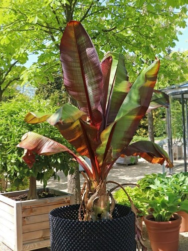 80001451 musa ensete - 80001451,