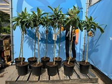 Japanische Wollmispel -