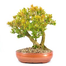BONSAI Buchsbaum 'Buxus