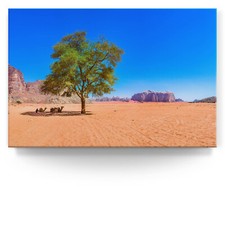 Baum Wüste Kamel Wadi Rum als