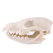 Wildschwein Schädel Sau Eber