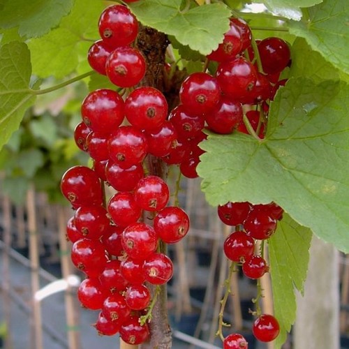 Jonkheer van tets rote - van,
