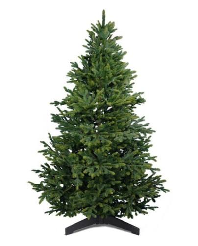 Artitree nordfichte 210 - artitree,