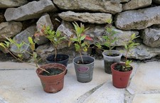 5 Granatapfel Bäumchen