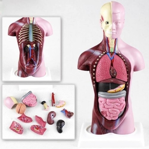 Torso körpermodell herz - körpermodell,