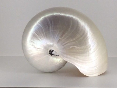 Nautilusmuschel