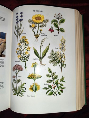 Altes kräuterbuch das - altes, "das