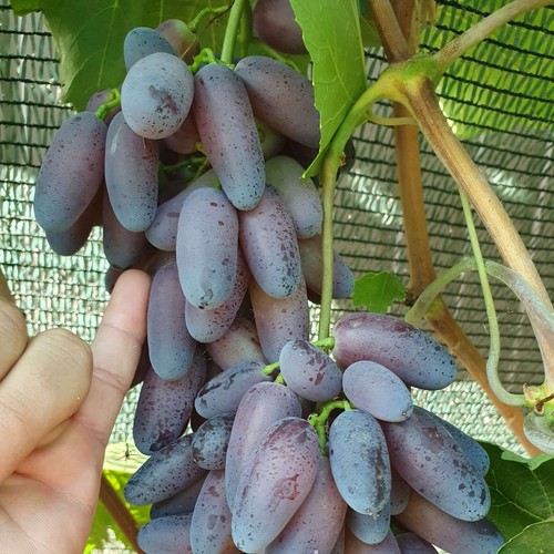 Weinrebe weintraube - weinrebe,