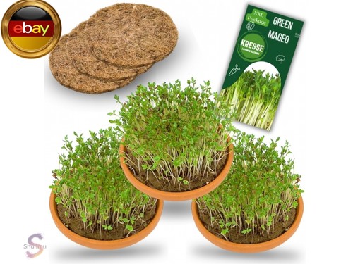 Kresse anzuchtset 3 - kresse,