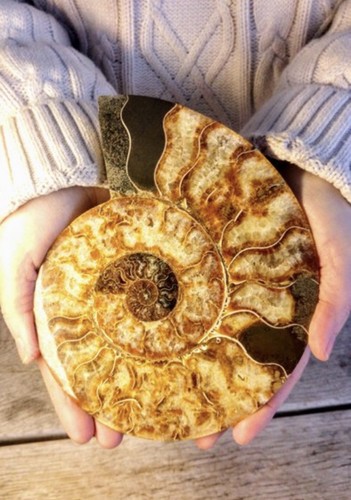 Ammonit tierfossil - -,