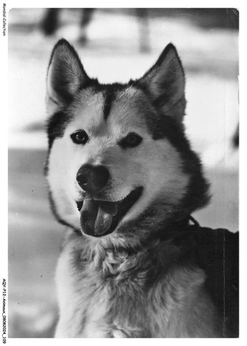 Aqyp12 0765 animaux wolf - aqyp12-0765-animaux,