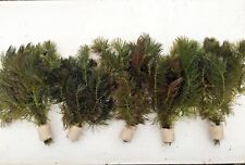 Ceratophyllum submersum, Hornkraut Aquarium, Wasserpflanzen,  3 Bund