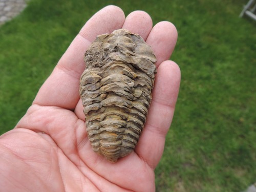 Schöner trilobit - schöner,