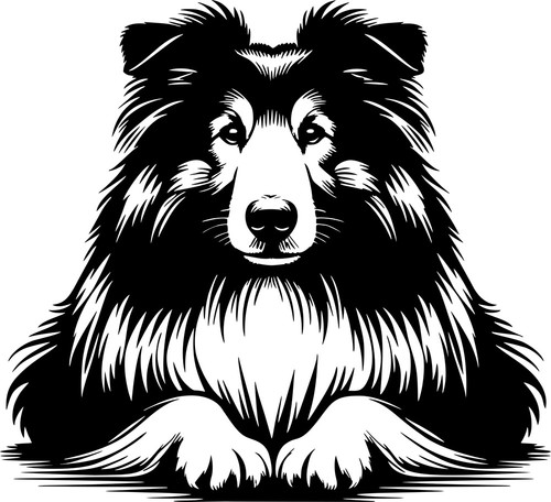 Collie aufkleber - -,
