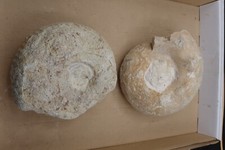 Fossilien Ammonit Jura Versteinerungen C28