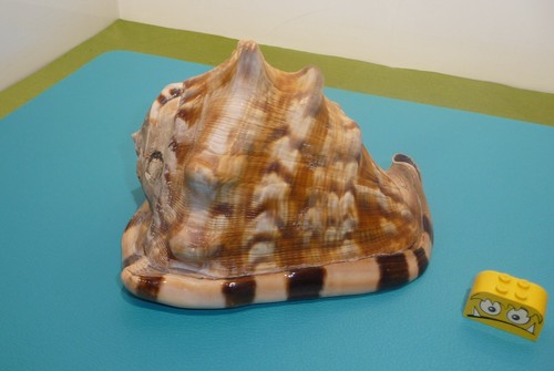 Dekorative riesenmuschel - dekorative,