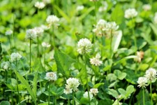 +200.000 Samen Weißklee Weiß Klee Trifolium Repens Futterpflanze Großpackung