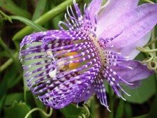 Grüne Passionsblume - Grüne