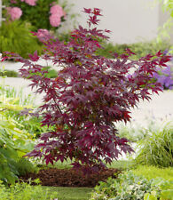 Japanischer Ahorn 'Burgund', 1 Pflanze Acer palmatum