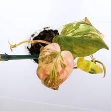 Variegated Philodendron