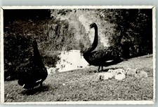 39627445 - Schwarzer Schwan und Jungtiere Schwaene