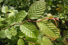 1st. Hainbuchen 60-100cm  Heckenpflanzen Hainbuche Wurzelware Carpinus betulus